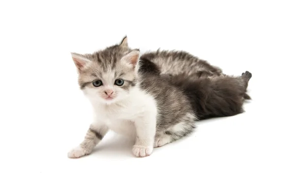 Пухнасті крихітних кошенят — стокове фото