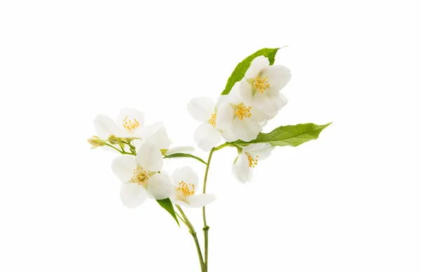 Fiore di gelsomino isolato — Foto Stock