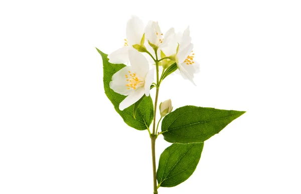 Jázmin virág elszigetelt — Stock Fotó