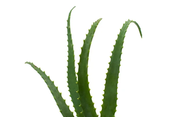 Aloe vera medyczne — Zdjęcie stockowe