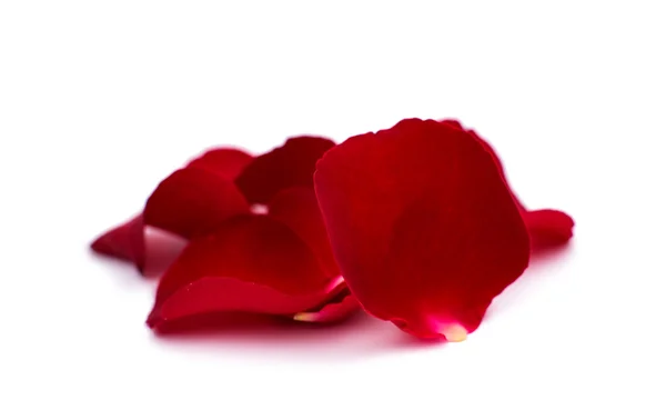 Red rose petals — Stock Photo, Image