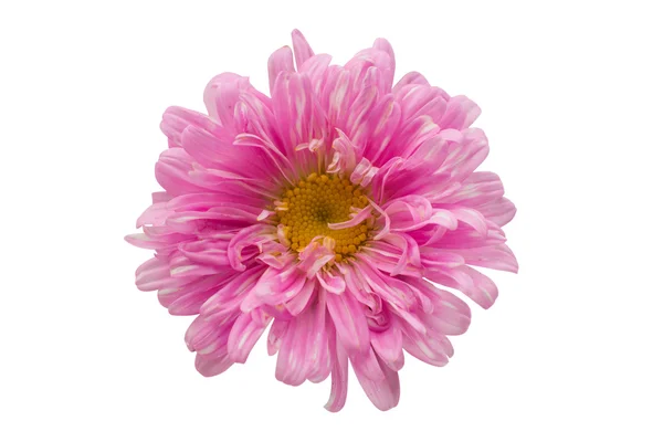 Aster çiçek doğa — Stok fotoğraf