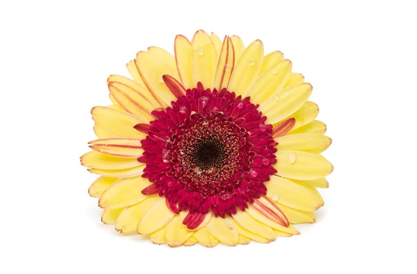 Gelb rote Gerbera — Stockfoto