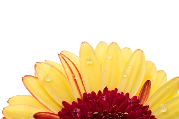 Gul röd gerbera — Stockfoto