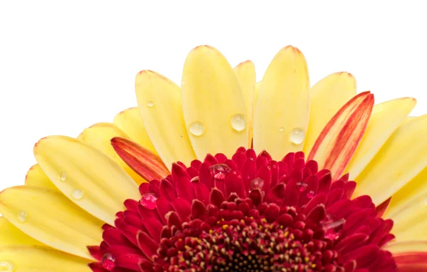 Gerbera rossa gialla — Foto Stock