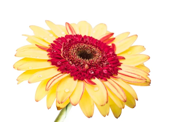 Gul röd gerbera — Stockfoto