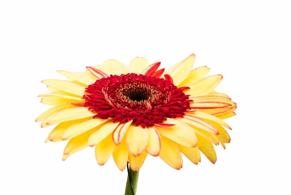 Sarı kırmızı gerbera — Stok fotoğraf