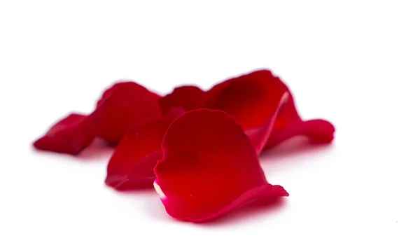 红色的玫瑰花瓣 — 图库照片#