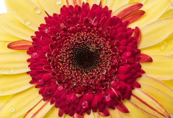 Gul röd gerbera — Stockfoto