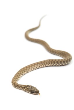 İzole yılan yılan 