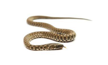 İzole yılan yılan 