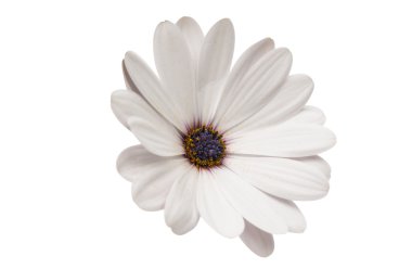 İzole Osteosperumum çiçek papatya