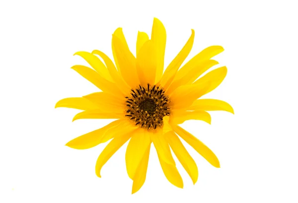 Žlutý květ izolovaný — Stock fotografie