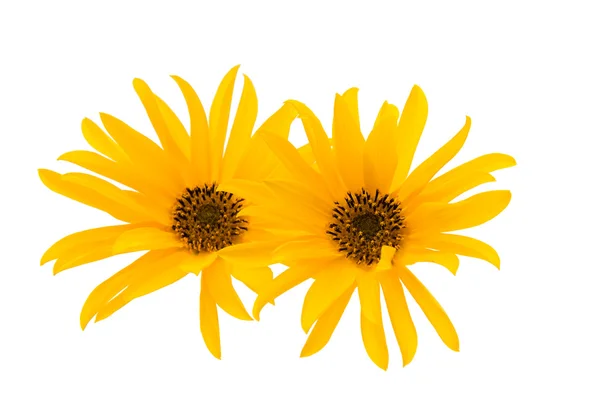 Yellow flower isolated — Stock Photo, Image