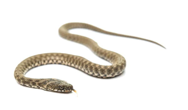 Serpente de serpente isolada — Fotografia de Stock