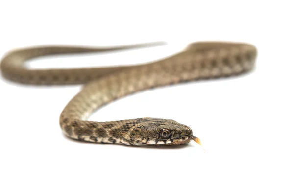 Serpente de serpente isolada — Fotografia de Stock