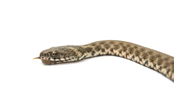 Kígyó kígyó elszigetelt — Stock Fotó