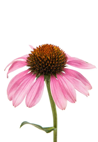 Echinacea bloem paars — Stockfoto