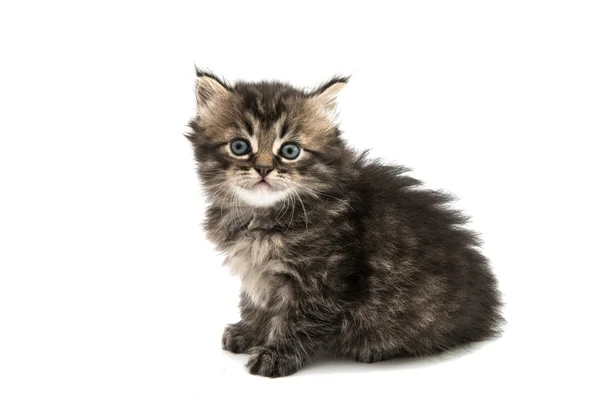 Načechraný kotě kočička — Stock fotografie