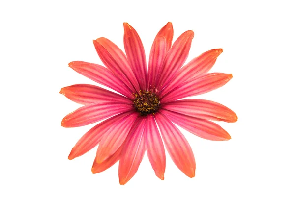 Osteosperumum Flower Daisy — Stock Photo, Image