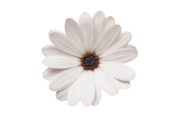 Osteosperumum blomma Daisy isolerade — Stockfoto