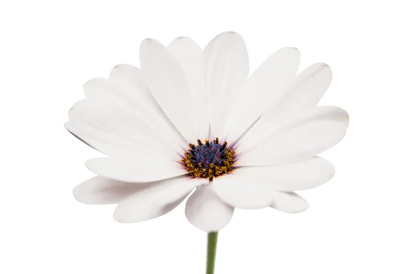 Osteosperumum flower daisy isoliert — Stockfoto