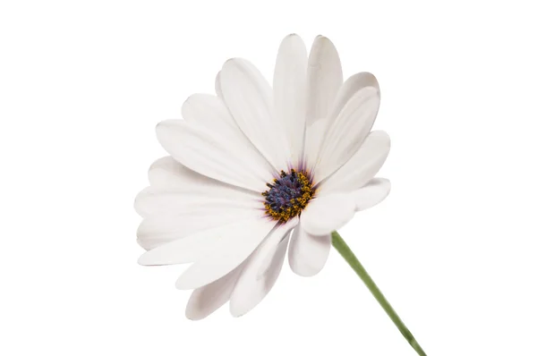 Osteosperumum квітки ромашки ізольовані — стокове фото
