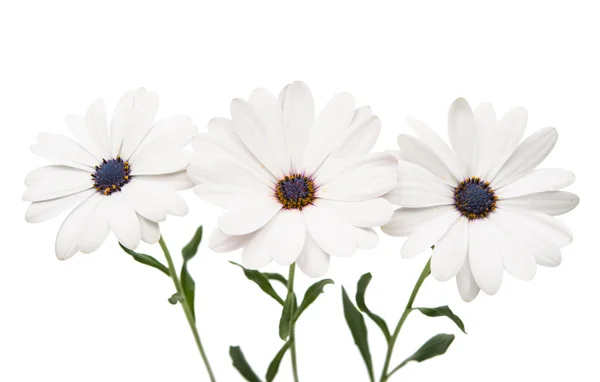Osteosperumum Daisy flor aislada —  Fotos de Stock