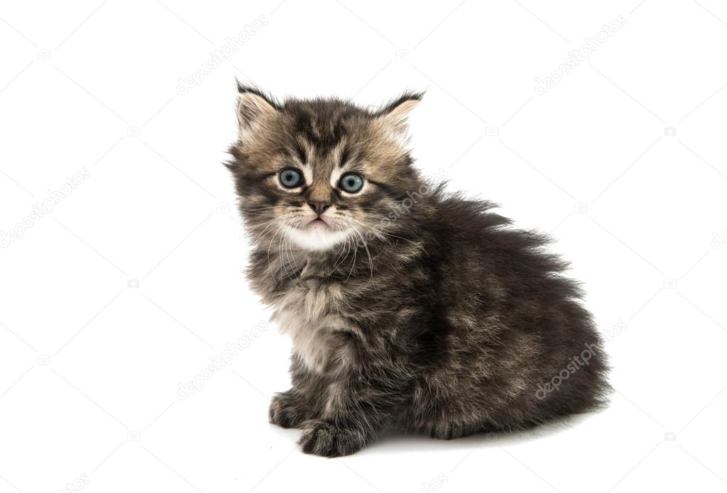 Fluffy figa foto
