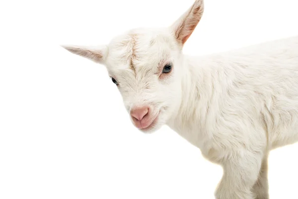 Una cabra joven blanca —  Fotos de Stock