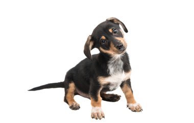 yavru hayvan köpekleri