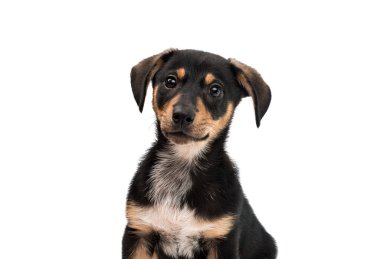 yavru hayvan köpekleri