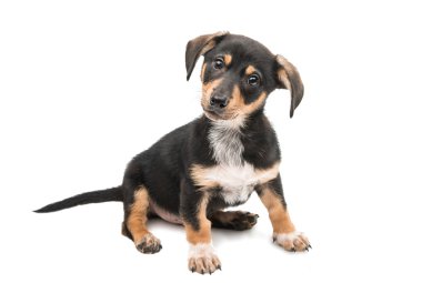 yavru hayvan köpekleri