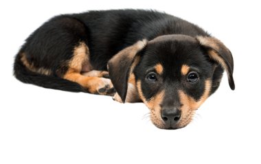 yavru hayvan köpekleri