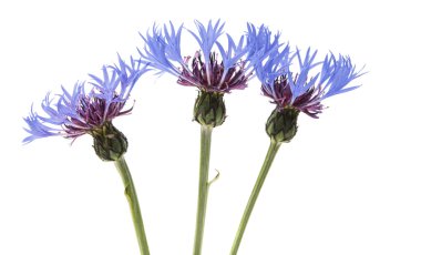 çiçek Peygamber Çiçeği botanik