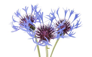 çiçek Peygamber Çiçeği botanik