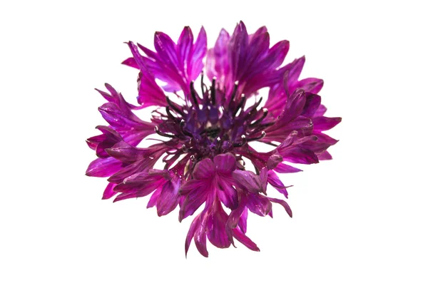 Flower cornflower botany — Stock Photo, Image