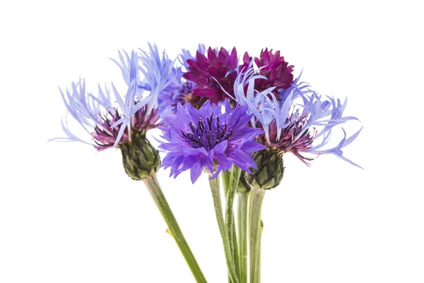Flor aciano botánica — Foto de Stock