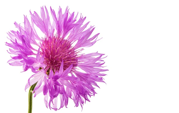 Flower cornflower botany — Stock Photo, Image