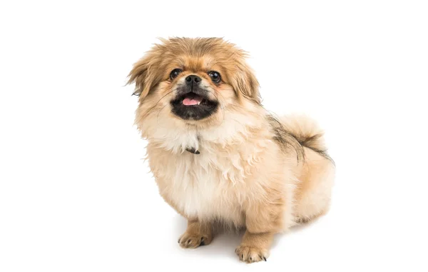 Cão animal pekingese — Fotografia de Stock