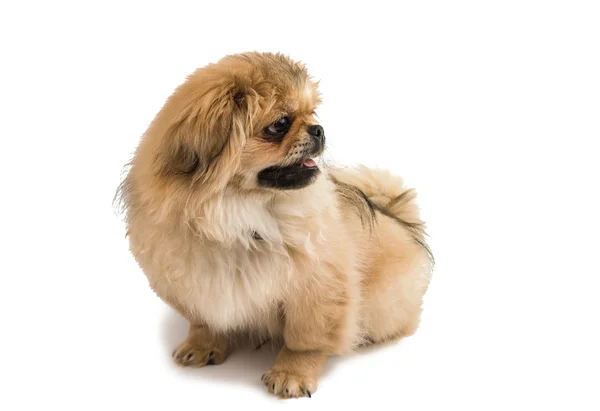 Perro animal pekinés —  Fotos de Stock