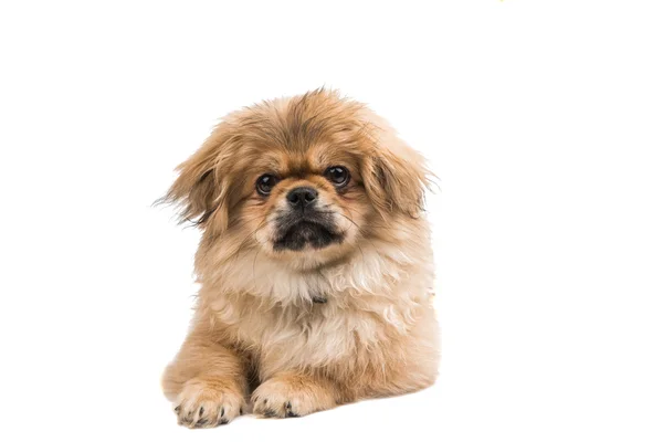 Pekingese 동물 개 — 스톡 사진