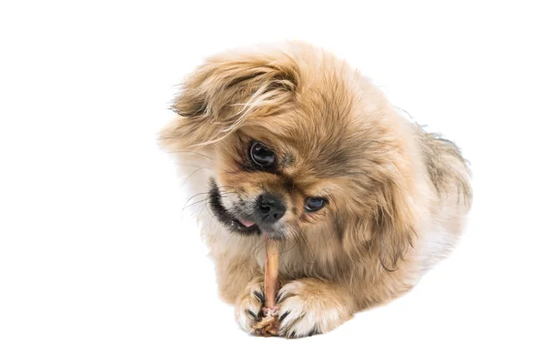 Cão animal pekingese — Fotografia de Stock