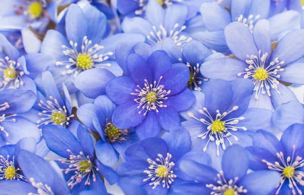 Hepatica nobilis természet — Stock Fotó