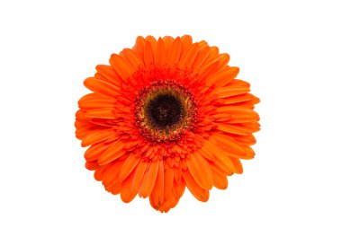 Turuncu gerbera renkli