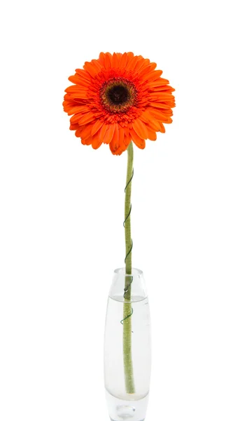 Turuncu gerbera renkli — Stok fotoğraf