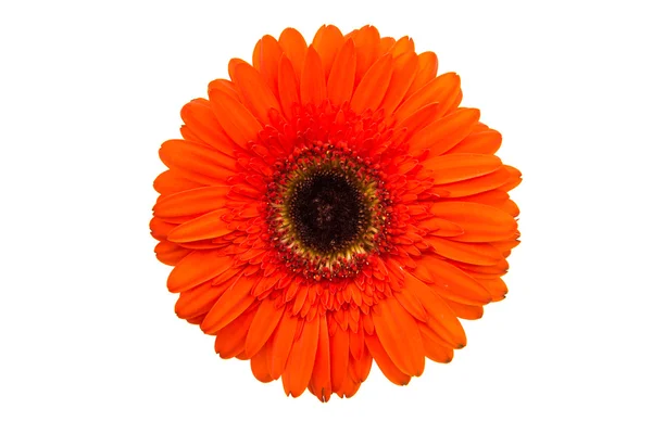 Barevné oranžová gerbera — Stock fotografie