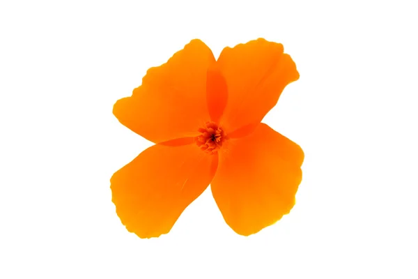 Narancssárga gerbera színes — Stock Fotó