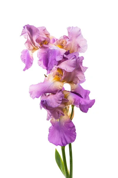 Iris fiore primavera — Foto Stock