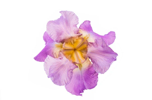 Iris flor primavera — Foto de Stock